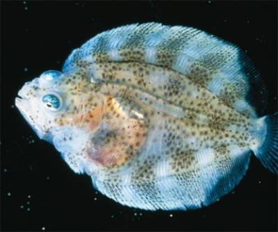 比目鱼长得什么样（比目鱼的双眼天生就长在同一侧吗）