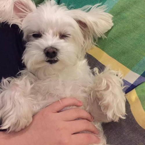 有适合家养不掉毛不臭的小型宠物犬吗