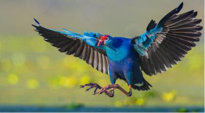 中国稀有的最美水鸟紫水鸡（最常见野生水鸟名字）