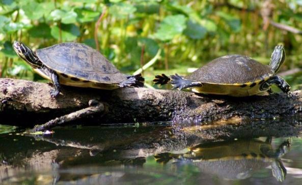 耐养便宜冷门小宠物