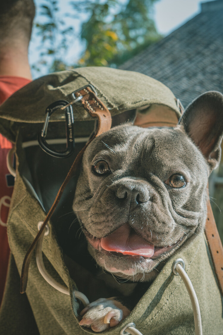 有关养法牛的注意事项（法牛犬好养吗）