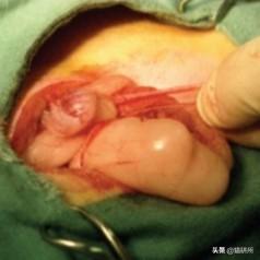 公猫隐睾可以活几年（猫咪隐睾手术最佳时间及预后和护理注意事项）