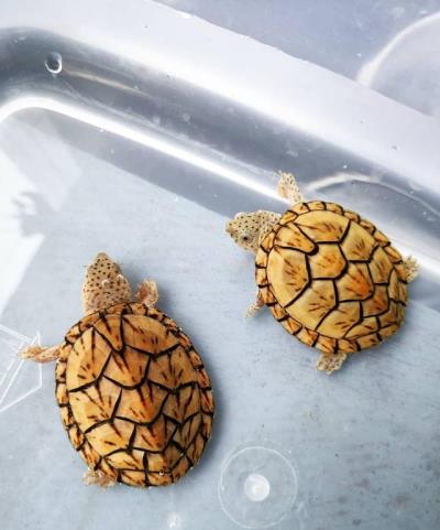 龟腐皮用什么药好得快（乌龟治腐皮病最简单的方法）