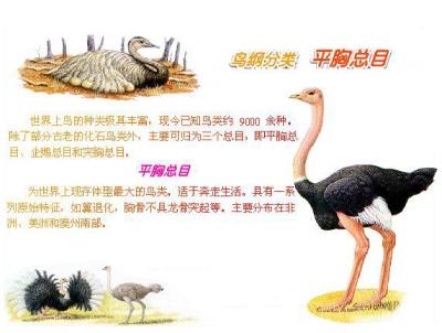 鸵鸟政策是什么政策（扯淡的鸵鸟政策）