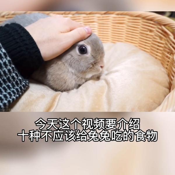 兔子绝对不能吃的10种东西（详解：兔子的养殖方法与喂养）
