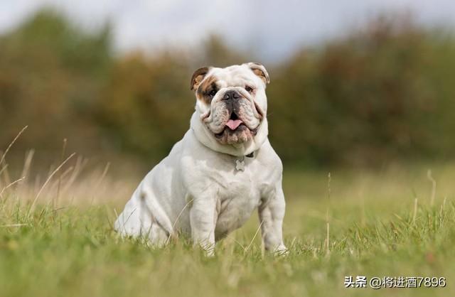 烈性犬是怎么分类的（烈性犬品种大全）