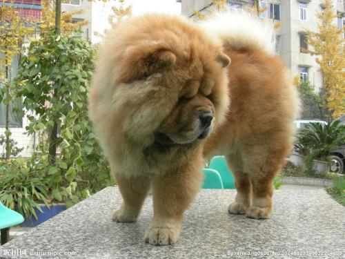 怎么训练纯种松狮犬（附：训练松狮基础要领）