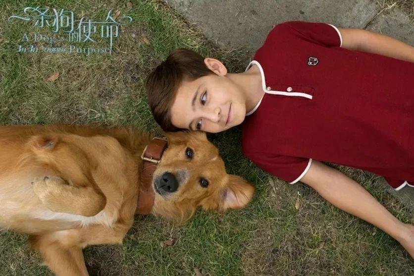 关于狗的电影排行榜前十名中国有哪些（狗狗电影排行榜前十名搞笑）