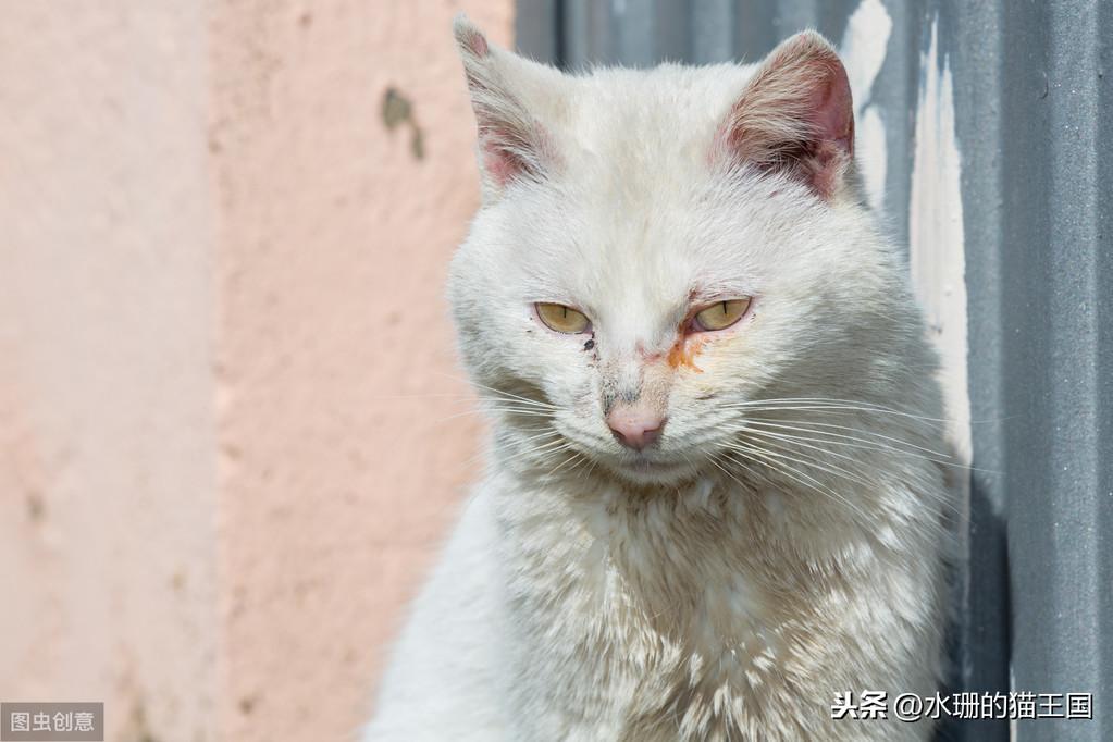 两个月小猫眼屎多是什么原因造成呢（猫咪眼睛有脓性分泌物）
