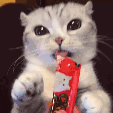 肉狗养殖利润与成本（附：宠物知识大全整理）