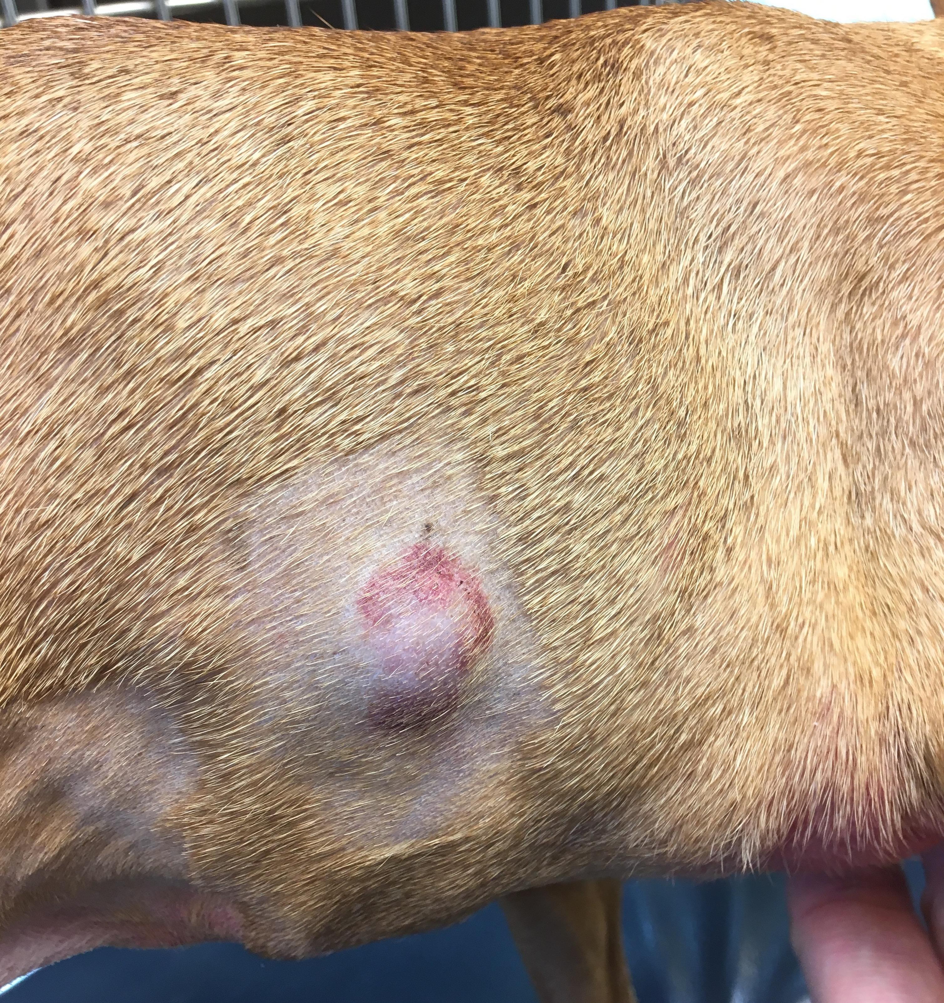 狗狗皮肤上长了一个粉色瘤是什么（狗狗身上粉瘤一挤出来了）