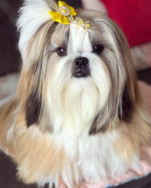 西施犬的图片大合集（详解：有几种颜色的西施犬）