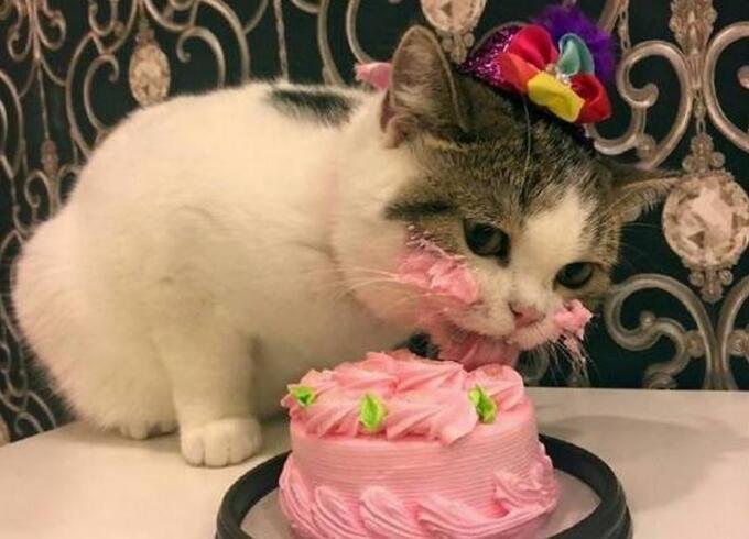 关于猫的25条冷知识，养猫多年的你都不一定全知道