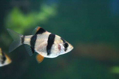 盘点9种适合新手养的鱼（家里适合养什么鱼）