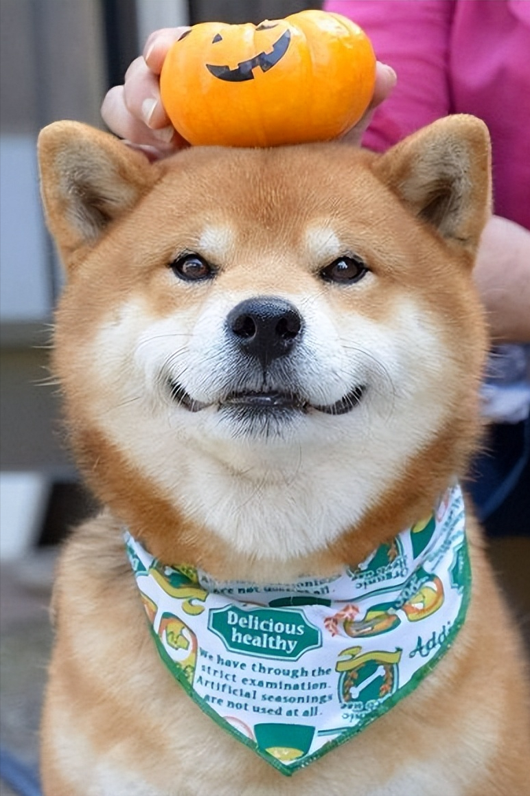 一只白色柴犬多少钱