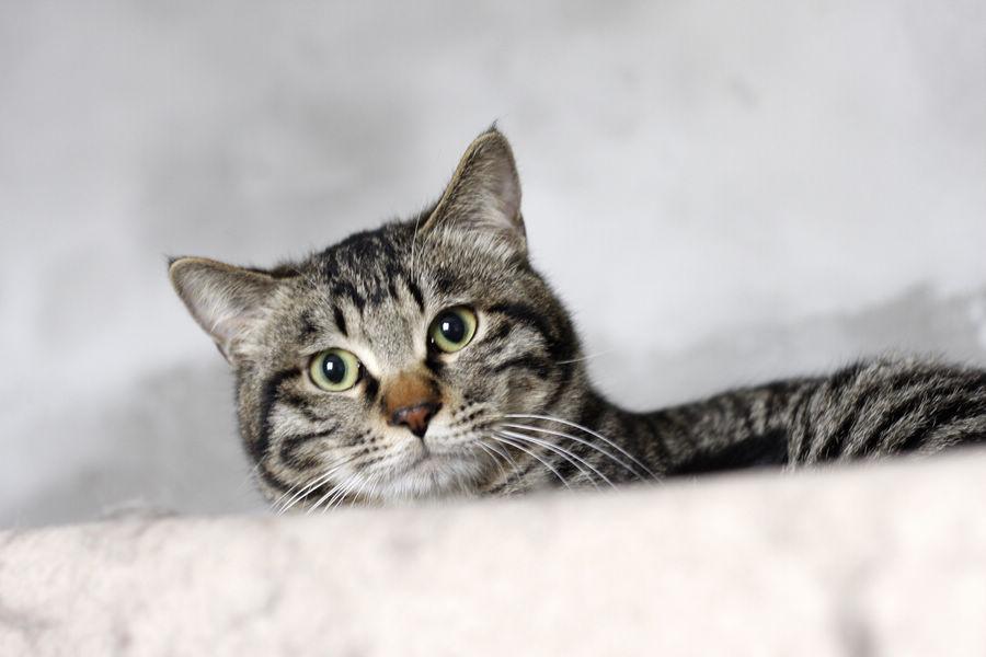 3色狸花猫是最稀有的品相（详解：狸花猫的3色品相）