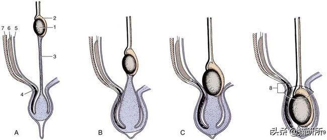 公猫隐睾可以活几年（猫咪隐睾手术最佳时间及预后和护理注意事项）