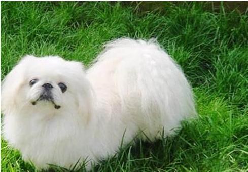 长毛短腿狗有哪些品种（矮脚名狗品种图片大全）