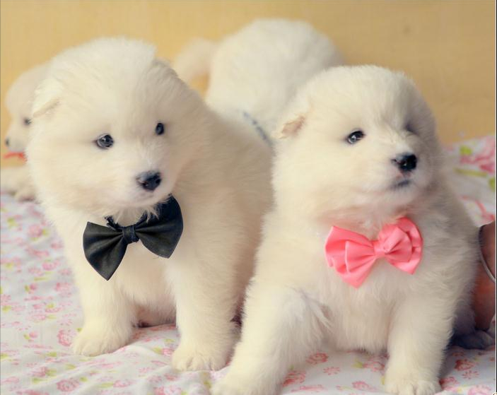 了解纯种萨摩犬的外貌特征（萨摩犬怎么看品相）