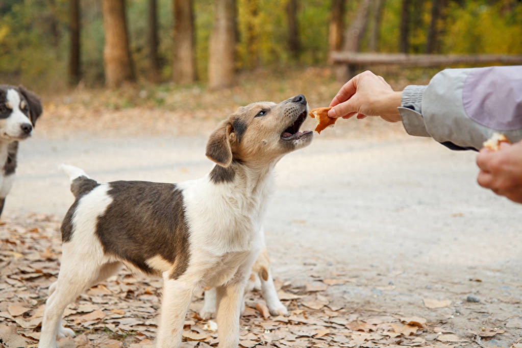 柯基一生认几个主人（附：狗也会偏心对待真正的主人）