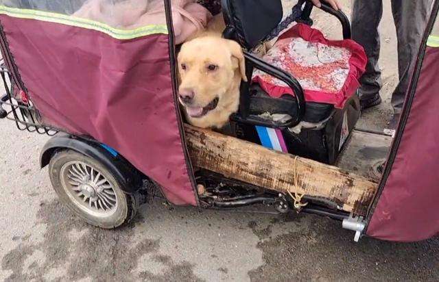 600块，拉布拉多易主，主人不让杀，路人：卖都卖了，管他杀不杀