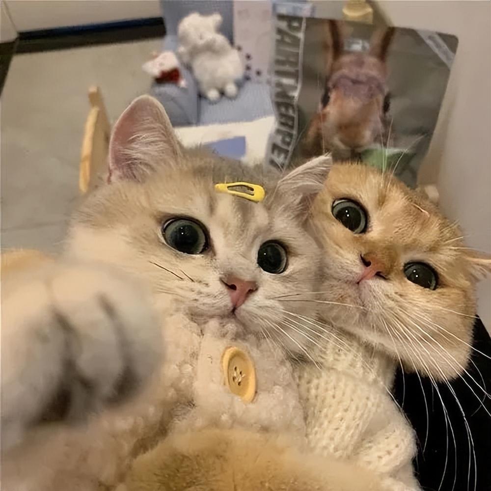 4个月公猫小口红出来了意思