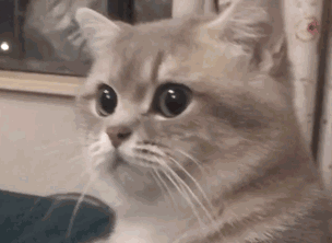 猫应激反应不吃不喝该怎么办吐黄水