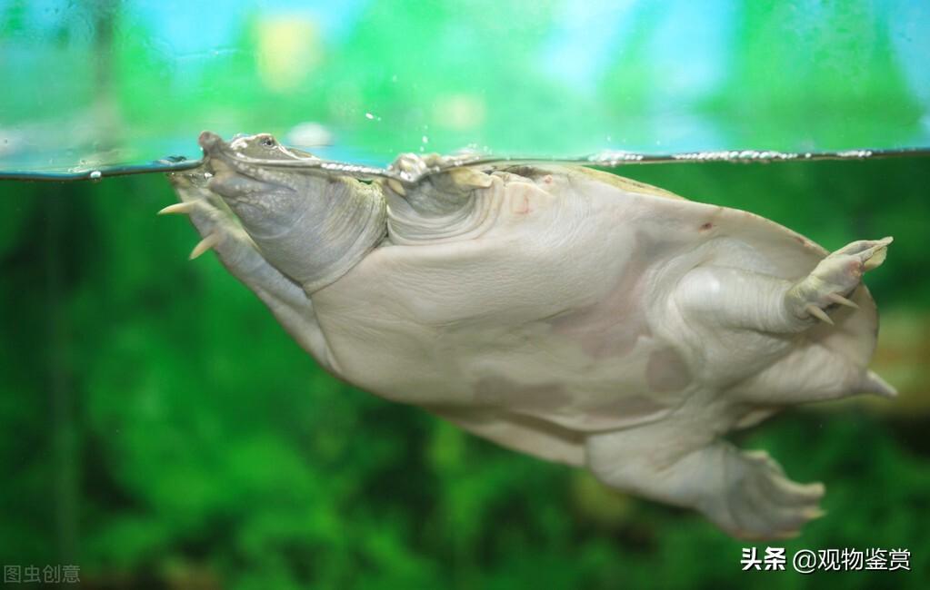 乌龟的生活习性有哪些（详解：乌龟的生活特征描写）