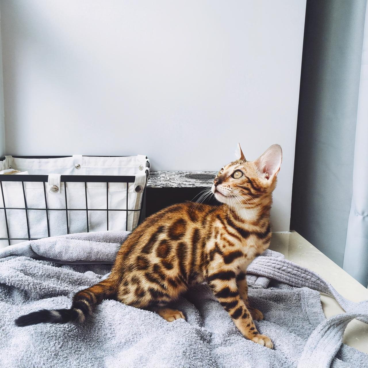 盘点十大颜值高的猫（猫都有什么品种图片）