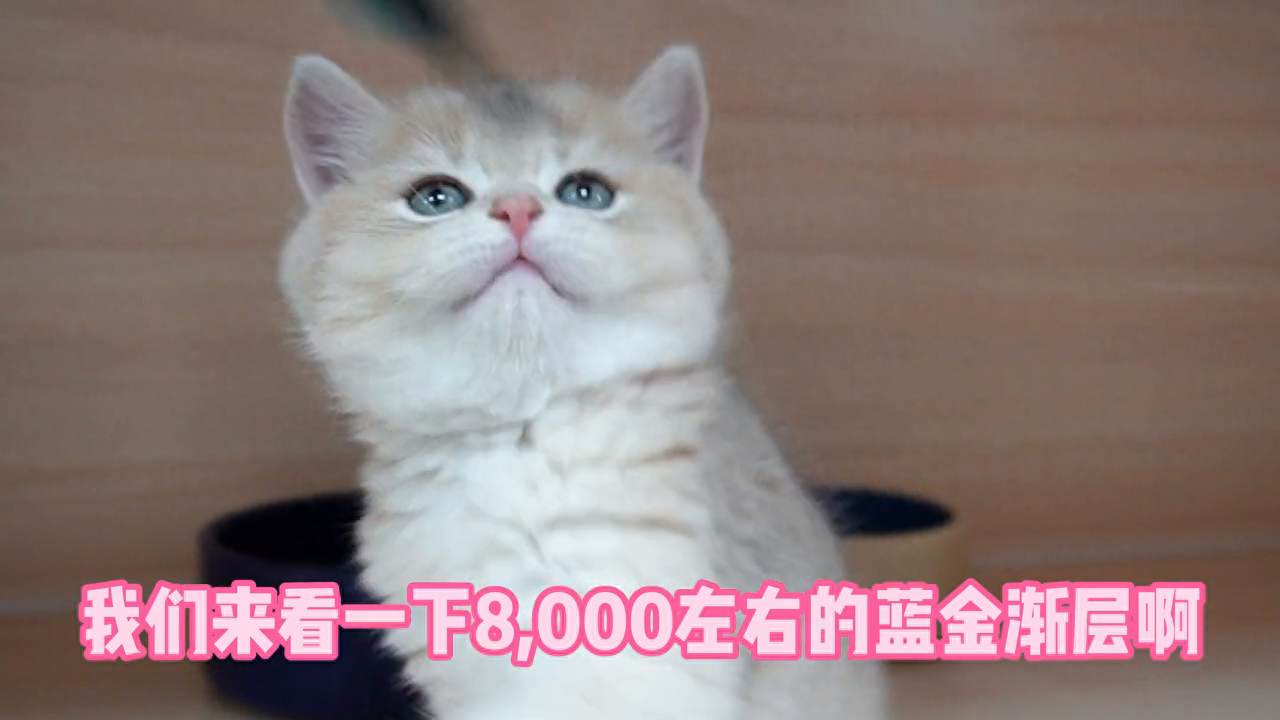 蓝金渐层多少钱一只（附：各个价位的蓝金渐层一览表）