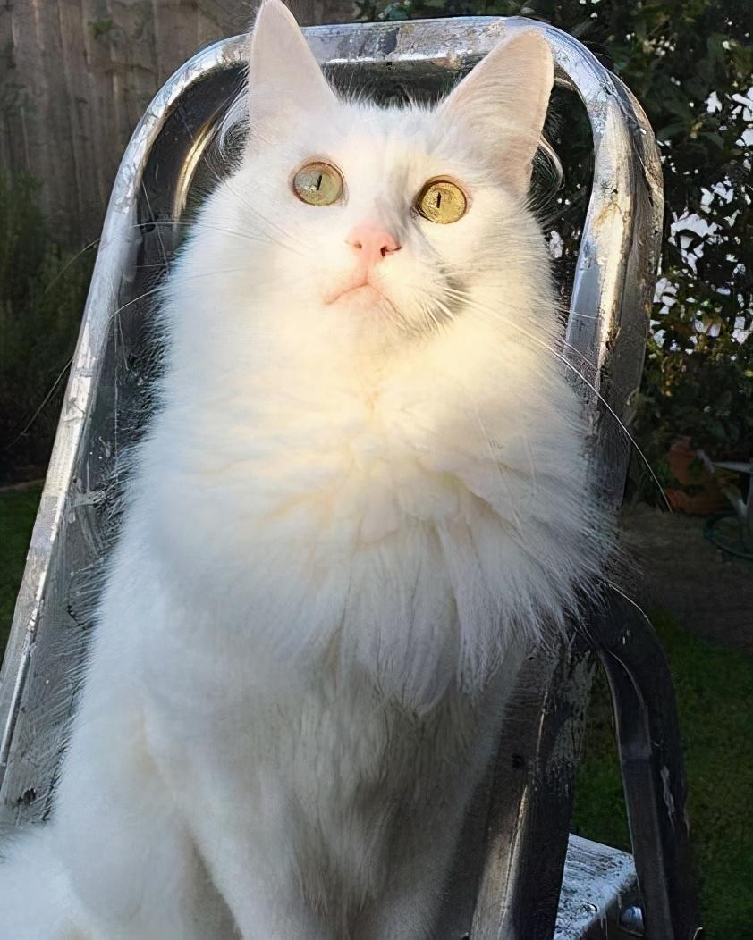 盘点十大颜值高的猫（猫都有什么品种图片）