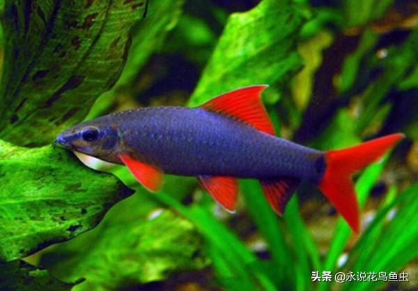 推荐好养的热带鱼排名（热带鱼的种类有哪些）