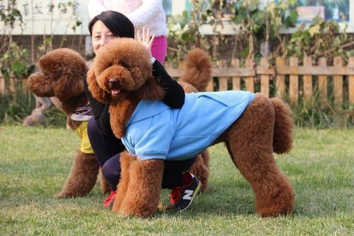 为何养巨型贵宾犬的人这么少（附：巨贵犬图）