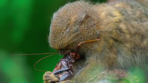 世界上最小的猴子有多小（侏狨又被称为指猴或松鼠猴）