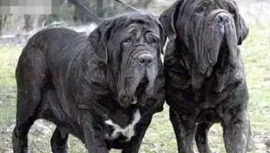 十大常见巨型犬排行（巨型犬品种大全）