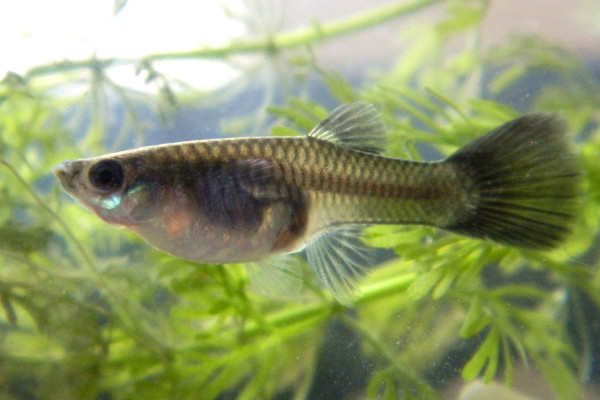 孔雀鱼怀1个月就能生小鱼了吗