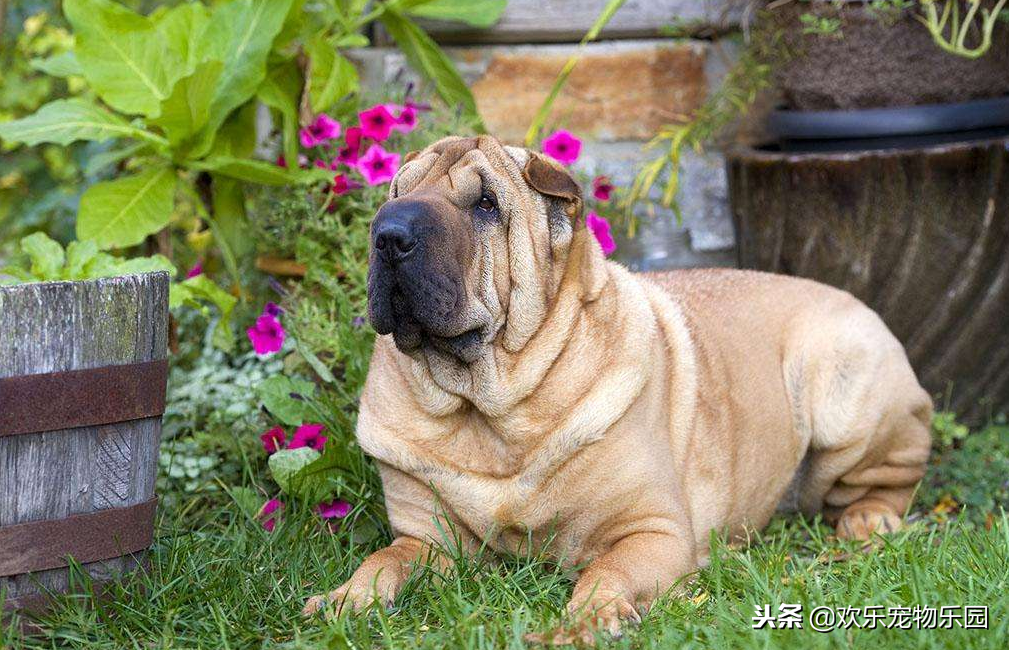 50元以下适合学生养的宠物狗有吗（10元以下的小宠物有吗）