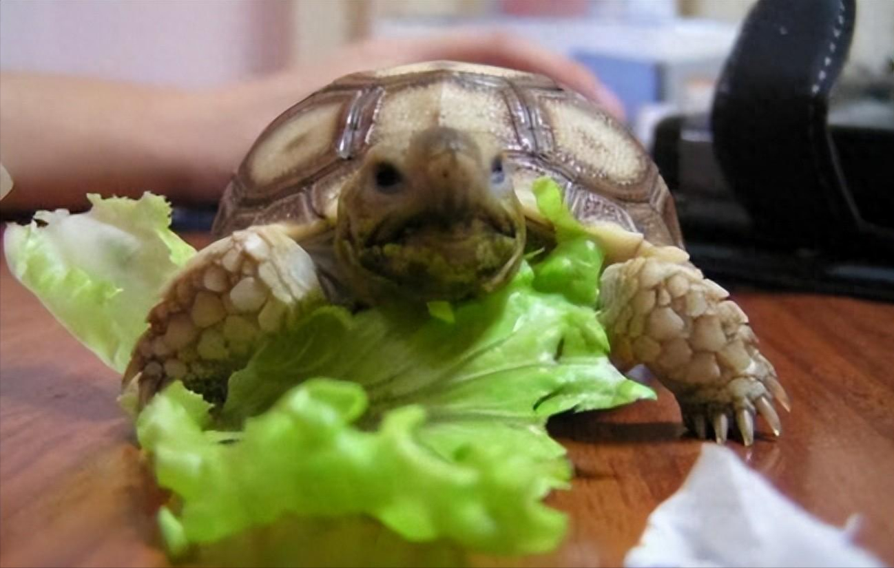 苏卡达陆龟图（12年男子捡到“乌龟”，养了7年发现不对劲）