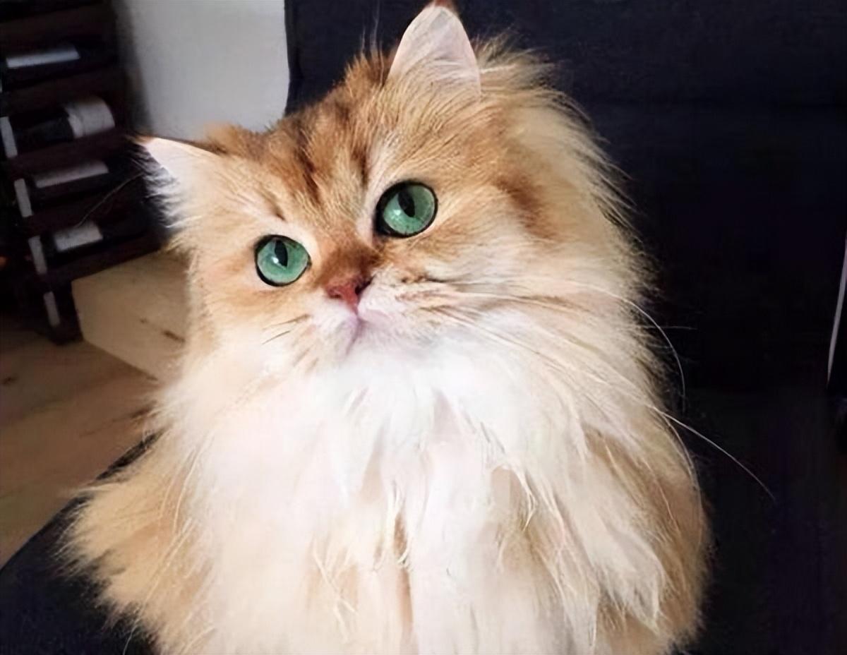 金吉拉猫难养吗（了解不养金吉拉猫的原因）