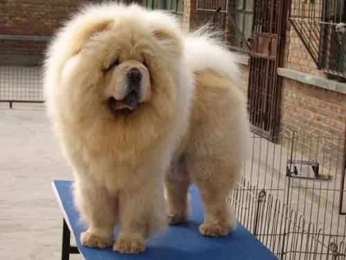 细犬价格多少钱一只（中华细狗的价格）