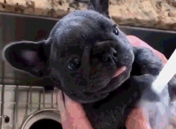 有关养法牛的注意事项（法牛犬好养吗）