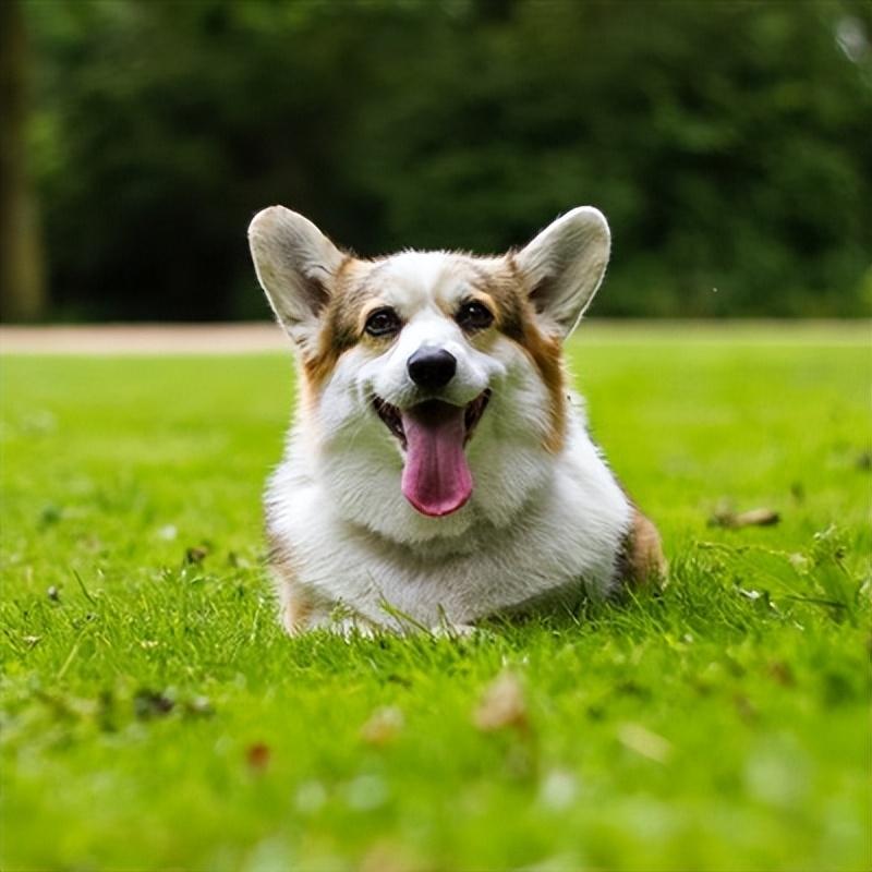 6种爱干净的狗狗