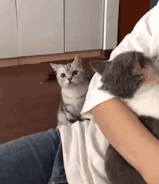 人摸过小猫猫妈妈就不要了吗（盘点和猫咪关系再好也不能做的事）