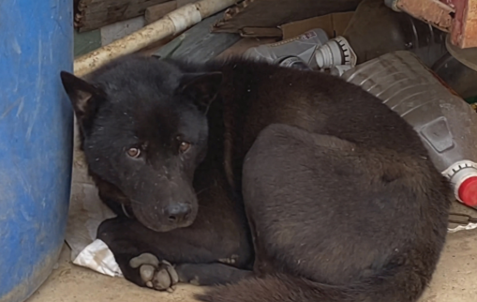 五黑狗的舌头都是黑的吗（附：五黑犬图片）