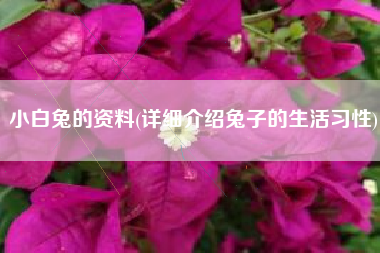 详细介绍兔子的生活习性