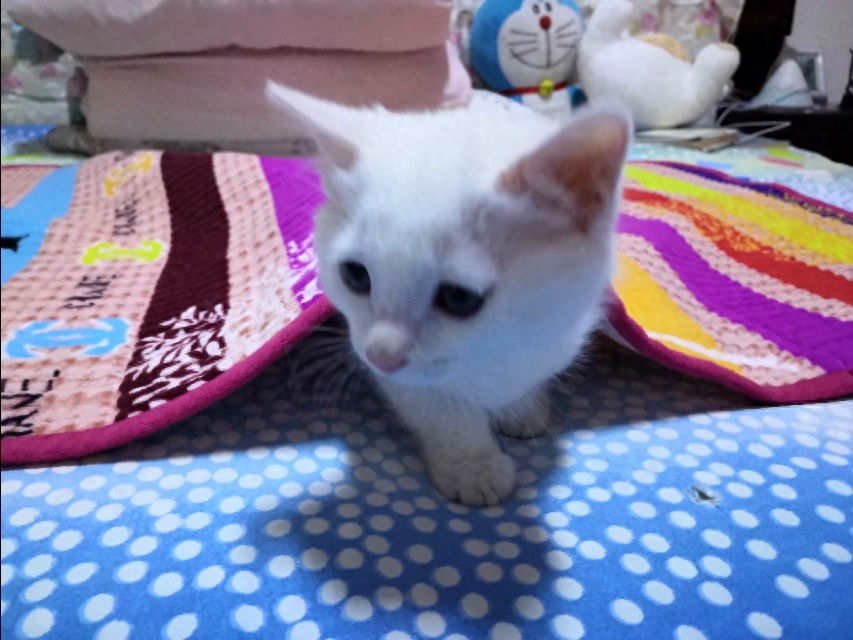 怎样判断猫报复性拉屎（注意：猫是报复心最强的动物）