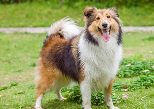 喜乐蒂为什么养的人少了（盘点不养喜乐蒂的5个理由）