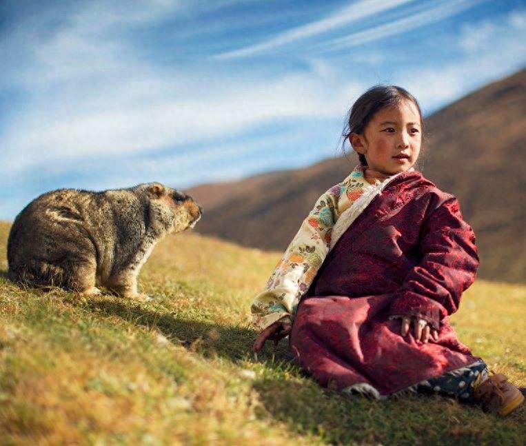 土拨鼠是保护动物吗