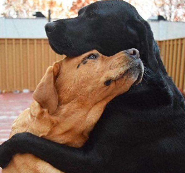 傻狗（正常狗狗与哈士奇的5个对比有多傻）