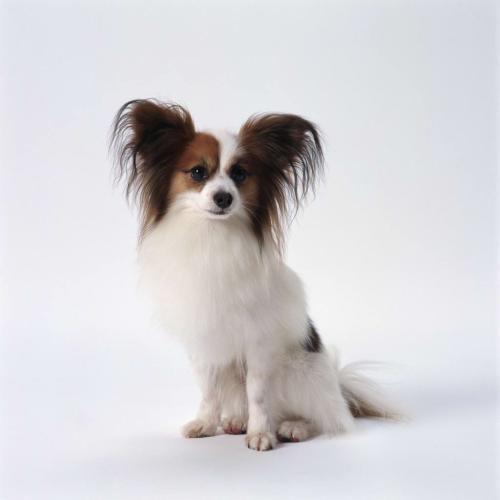 蝴蝶犬喂养方法（详解：蝴蝶犬幼犬怎么养）